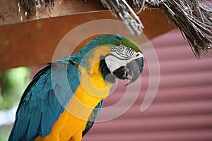 Parrot at Jungle Island, Miami Beach, Florida