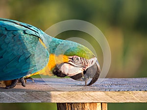 Parrot in the jungle