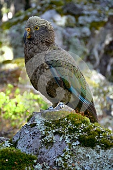 Parrot Kea (Nestor) photo