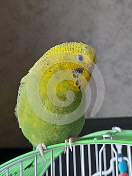 parrot kiko