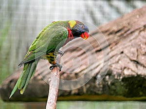 Parrot, Kuala Lumpur Bird Park