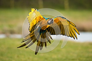 Parrot Landing With Wings Spread