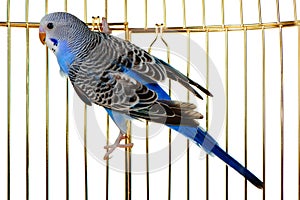 Parrot on a lattice cage