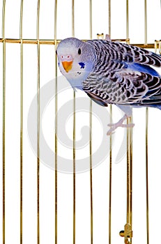 Parrot on a lattice cage