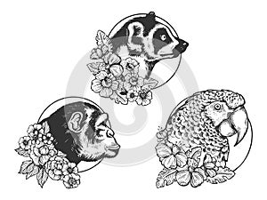 Parrot Lemur Monkey ape head animal sketch vector