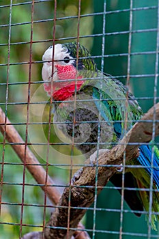 Parrot On A Limb