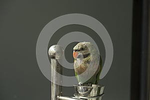 Parrot looking at the camera