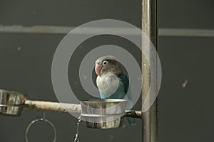 Parrot looking at the camera