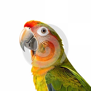 A parrot looking up