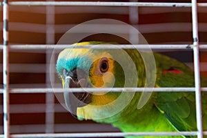 Parrot trapped. Concept of illegal trafficking and smuggling photo