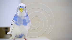 A Parrot looks at the camera in close-up. A domestic colored exotic bird