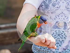 Parrot Lori - Loriinae - sits on the arm and eats an apple at t