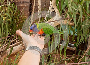 Parrot  Lori - Loriinae - sits on a branch and eats food from the visitors hand in an aviary for parrots in Gan Guru kangaroo park