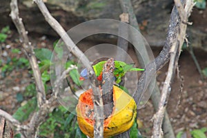 parrot Loriini at dehiwela zoo