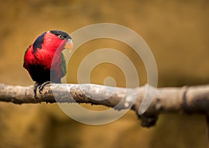 Parrot Lorius lory sits on a branch and watches