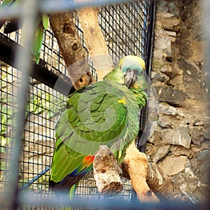 Parrot-Loro park-almuÃ±ecar-Andalusia--Spain