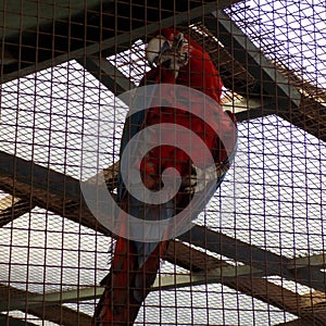 Parrot-Loro park-almuÃ±ecar-Andalusia--Spain