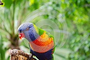 Parrot in Loro Park Tenerife(Spain) photo