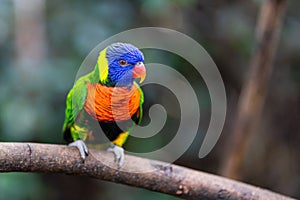 A parrot in the Loro Parque on Tenerife photo