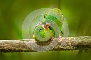 Parrot love. Yellow-crowned Amazon, Amazona ochrocephala auropalliata, pair of green parrot, sitting on the branch, courtship love