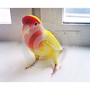 Parrot Lovebird