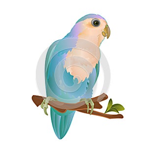 Parrot lovebird Agapornis roseicollis blue morph Peach-faced tropical bird  standing on a branch  on a white background vintage