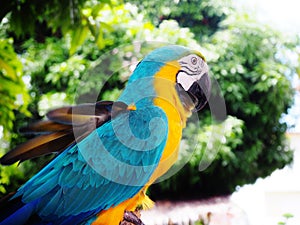 Parrot // Macaw