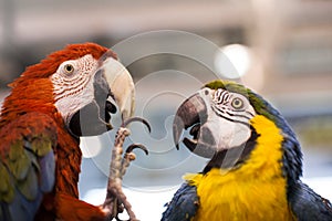 Parrot macaw against a white background