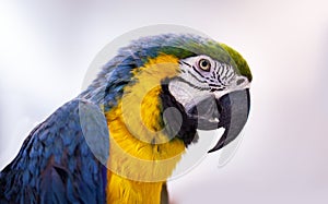 Parrot macaw against a white background