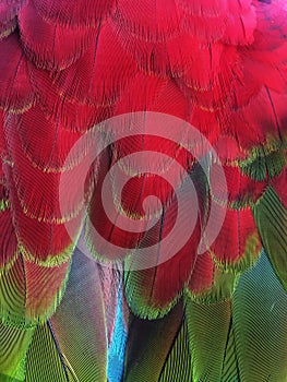 Parrot Macaw Bird