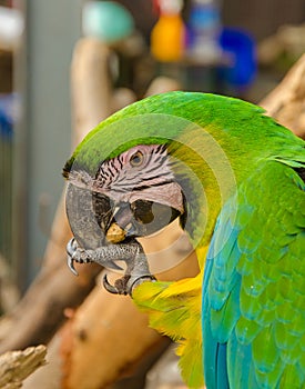 Parrot Macaw eating a nut