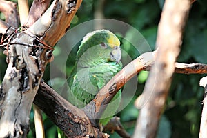 Parrot or macaw with green and yellow feathers