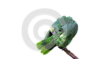 Parrot macaw with green and yellow feathers