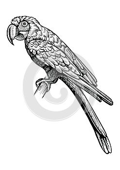 Parrot Macaw what sitting, hand drawn vector sketch.