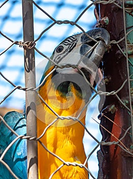 Parrot on a metal cage