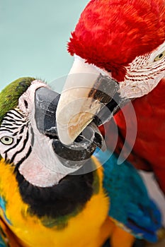 Parrot Mexico photo
