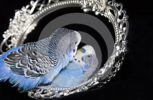 Parrot and mirror