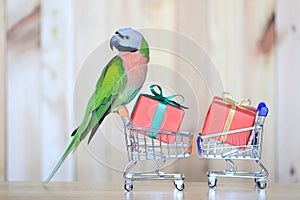Parrot on model miniature shopping cart and colorful gift box for christmas and happy new year on wooder background
