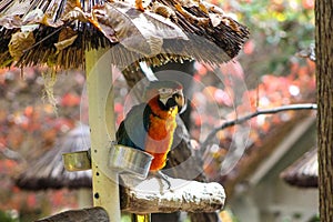 Parrot mountain garden pigeon forge Tennessee