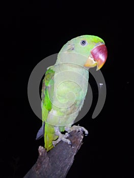 Parrot photo