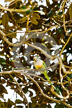 Parrot Myiopsitta on tree holding food in its arm