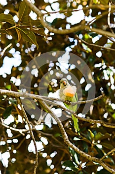 Parrot Myiopsitta on tree holding food in its arm