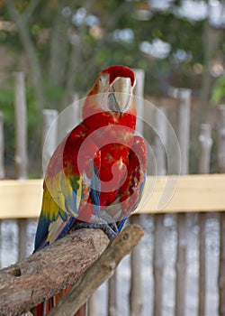 A Parrot at the Naples Zoo