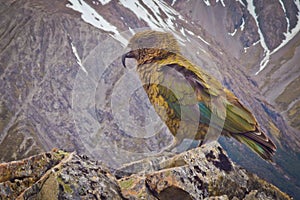 Parrot Nestor Kea in famous national park Arthurs Pass in New Zealand