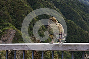 Parrot Nestor Kea in New Zealand