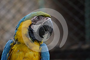 Parrot photo