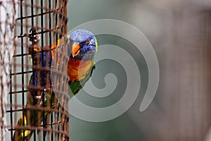 Parrot outside its cage