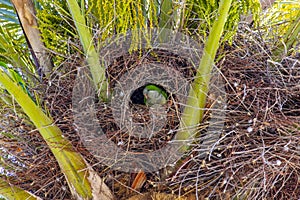 Parrot on Palm Tree, Valencia, Spain
