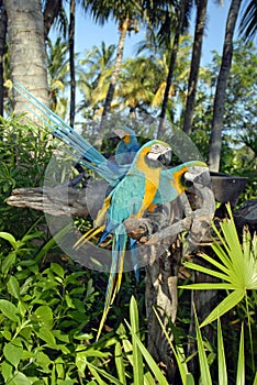 Parrot Parade