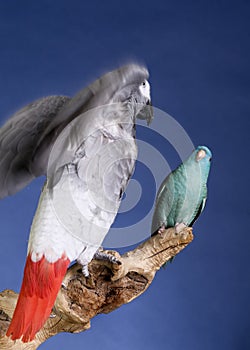 Parrot and parakeet